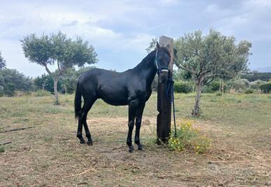 Puledro Sanfratellano