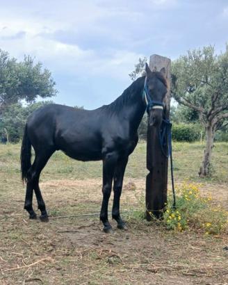 Puledro Sanfratellano