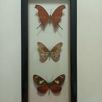 Farfalle tassidermizzate in cornice vintage