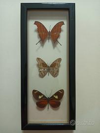 Farfalle tassidermizzate in cornice vintage