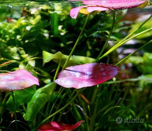 Nymphaea sp. 'Peru Puerto Maldonado pianta acquari