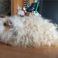 Cavie o porcellini d'india di razza