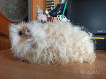 Cavie o porcellini d'india di razza