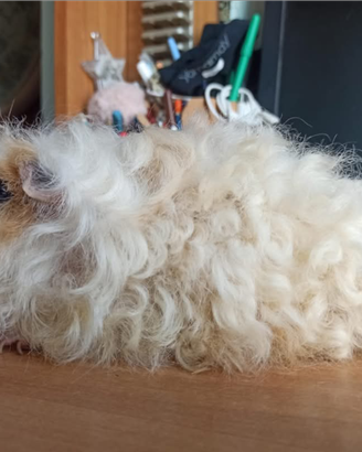 Cavie o porcellini d'india di razza