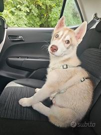 Siberian husky