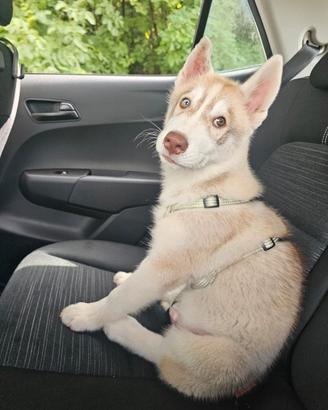 Siberian husky