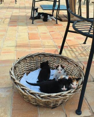 Gattini meravigliosi