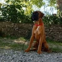 Cucciolo di boxer fulvo