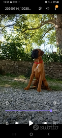 Cucciolo di boxer fulvo