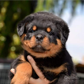 Cuccioli rottweiler zona Eur