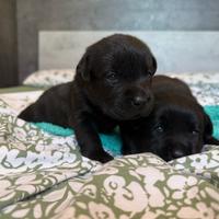 Labrador cucciole femmine nere