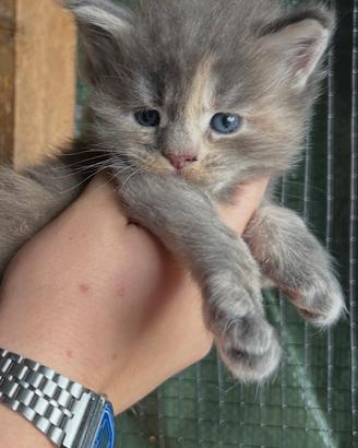 Cuccioli Maine Coon