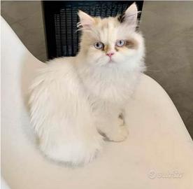 Gatte persiane