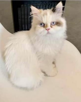 Gatte persiane
