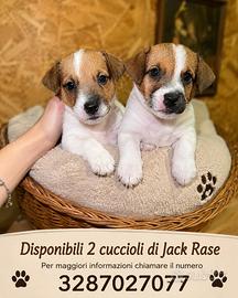 Jack russell