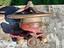 Immagine 2