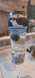 Contenitore in vetro per Marimo'