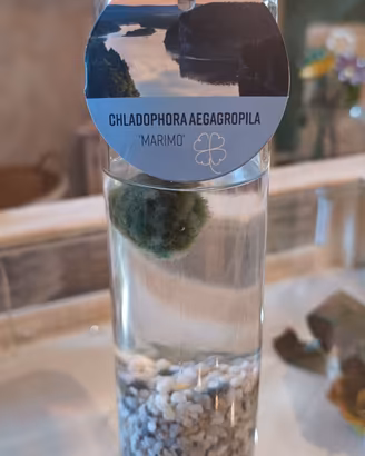 Contenitore in vetro per Marimo'