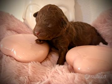 Cuccioli di barboncino nano cioccolato