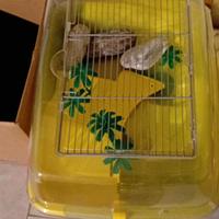 acquario x tartarughe. 