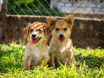 Cuccioli Corgi Pembroke