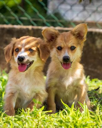 Cuccioli Corgi Pembroke