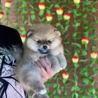 Cuccioli di Spitz nano Pomerania