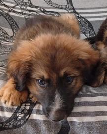 Cucciolo 3 mesi e mezzo