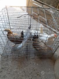 Galline padovane