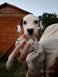 Femminnuccia dalmata pedigree