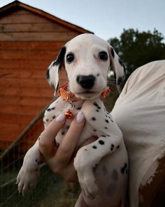 Femminnuccia dalmata pedigree