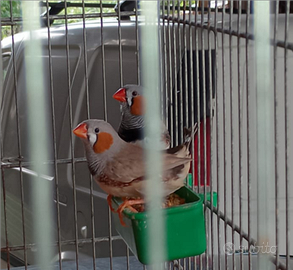 Diamantini mandarino