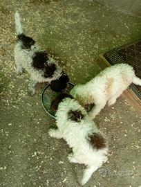 Cuccioli di Lagotto romagnolo