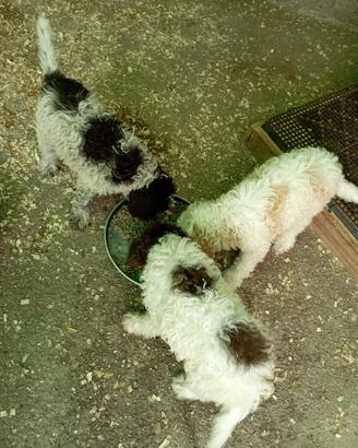 Cuccioli di Lagotto romagnolo