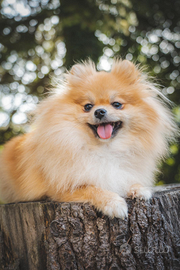 Pomerania arancio