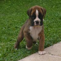 Boxer cuccioli