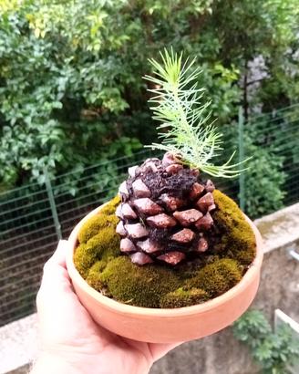 pino silvestre nato su pigna 