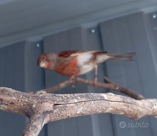 Canarini da allevare a mano