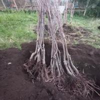 piante di castagne innestate 
