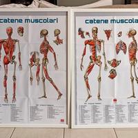 4 Poster per Studio Medico/Fisioterapico/Osteopati