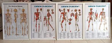 4 Poster per Studio Medico/Fisioterapico/Osteopati