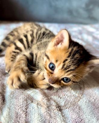 Cuccioli di Bengala