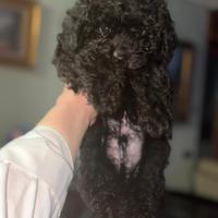 Barboncino mini Toy