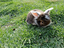 Immagine 6