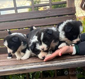 Cuccioli Border Collie