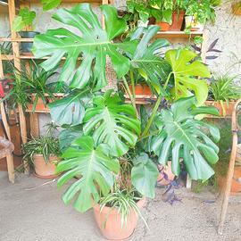Splendida Monstera Deliciosa 129cm - Roma/Castelli