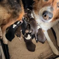 Cuccioli incrocio border