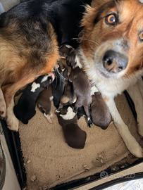 Cuccioli incrocio border