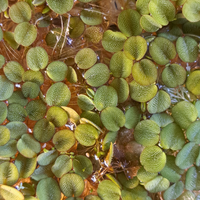 Salvinia Natans