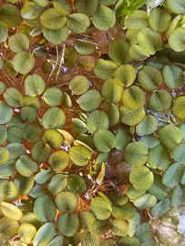 Salvinia Natans